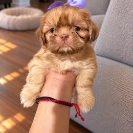 Girl 1 - Liver and white female Shih Tzu puppy in Downey, California from Cali shih tzu