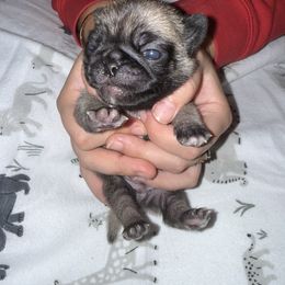 Bolt - Fawn male Pug puppy in Vader, Washington from Tanori Kennels