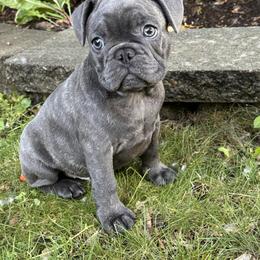 French Bulldog Puppies from Camarra King