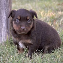 Cora - Red tri female Miniature Australian Shepherd puppy in Evant, Texas from Lazy VT Bar Ranch