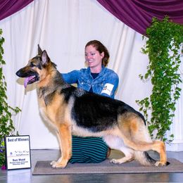 Athena - German Shepherd