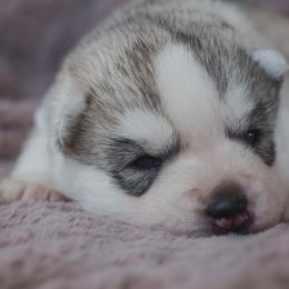Siberian Husky Puppies from North River Siberians