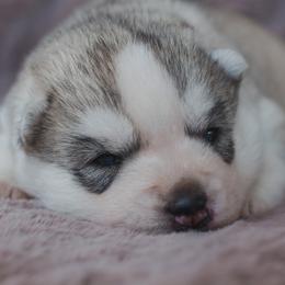 Siberian Husky Puppies from North River Siberians