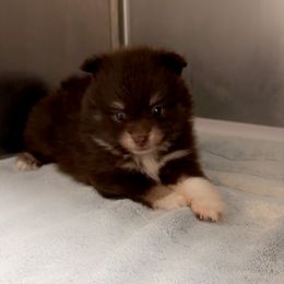 Chocolate white - Chocolate male Pomeranian puppy in Harrah, Oklahoma from Sunshines Pomeranians & Cavapoos
