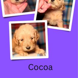 Cocoa - Apricot female Goldendoodle puppy in Bluefield, Virginia from Love on a Leash