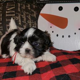 Girl 1 - Tricolor female Shih Tzu puppy in Wooster, Ohio from Mending Hearts Shih Tzu's