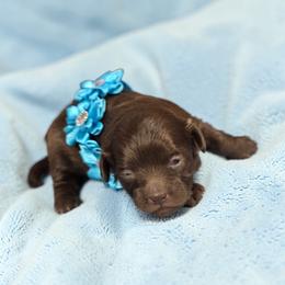Annie, Aqua - Brown female Shihpoo puppy in Delphos, Ohio from Route 66 Poodles & Doodles, Sapphire Shih-tzu's of Ohio