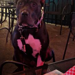 Perro de Presa Canario All Grown Up from Presas with attitude