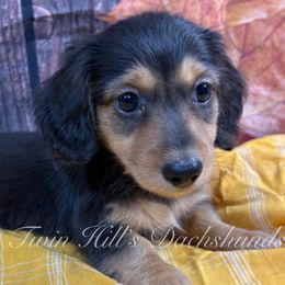 Green - Blue and tan male Dachshund puppy in Jonesboro, Illinois from Twin Hills Dachshunds