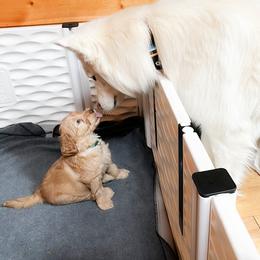 Goldendoodle Puppies from Lundee Doodles