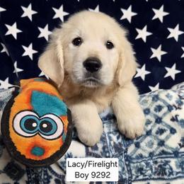 Lacy Boy 3 - Light golden male Golden Retriever puppy in Niles, Michigan from Family Raised Goldens