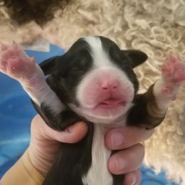 Bernedoodle Puppies from Flat Creek Bernedoodles