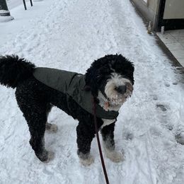 Bernedoodle and Goldendoodle All Grown Up from Rose canyon doodles
