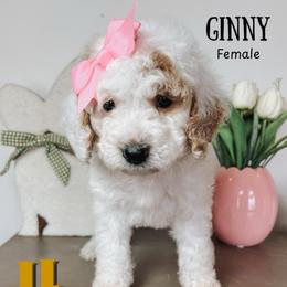Ginny - Parti female Goldendoodle puppy in Hilton, New York from The House of Goldendoodle