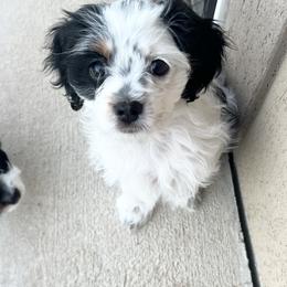 Cavapoo Puppies from Joyler Puppies