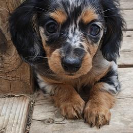 Dachshund Puppies from Angelic Doxies