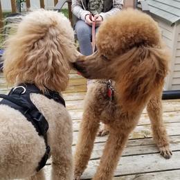 Poodles from Leah's Standard Poodles