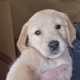 Golden Retriever Puppies from Rodgers Retrievers