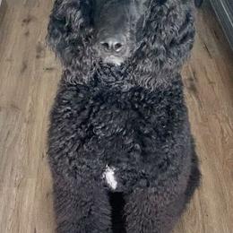 Poodles from Canyon City Poodles & Doodles