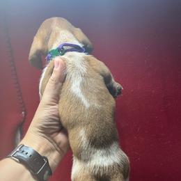 Female 4 - Piebald female Dachshund puppy in Eunice, Louisiana from 4J's Cajun Kennels
