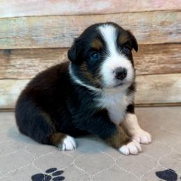 Willow - Black tri female Miniature Australian Shepherd puppy in Midway, Texas from L Bar W Aussie Ranch
