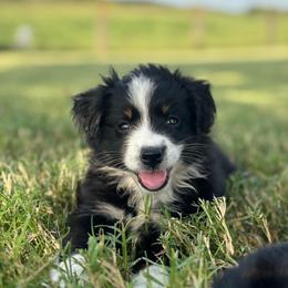 Piglet - Black tri female Miniature Australian Shepherd puppy in Smiths Grove, Kentucky from Kyn's Kennel
