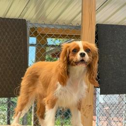 Danni - Cavalier King Charles Spaniel