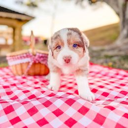 Australian Shepherd and Miniature American Shepherd Puppies from Alolan Angel Aussies