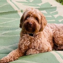 Chessie - Australian Labradoodle
