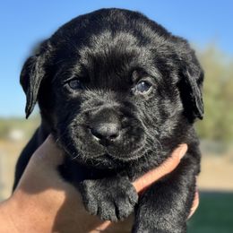 Blue collar - Black male Labrador Retriever puppy in Ellensburg, Washington from Lost Spring Retrievers