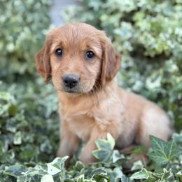 AKC Titles, OFA, DNA Clear - Dark golden female Golden Retriever puppy in San Martin, California from Church Creek Retrievers