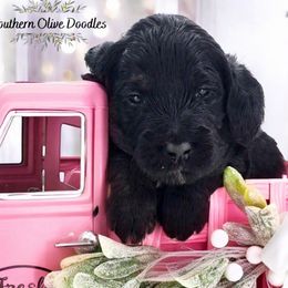 Goldendoodle Puppies from Southern Olive Doodles 🫒