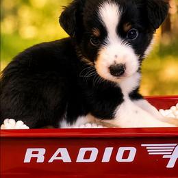 Ashitaka - Black tri male Miniature Australian Shepherd puppy in Macomb, Missouri from Faunus Farms and Aussies
