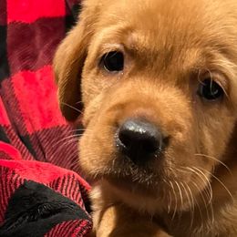 Racey - Yellow Labrador Retriever puppy in Monticello, Arkansas from Wings N Whistles