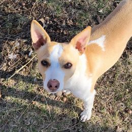 Butters - Rat Terrier