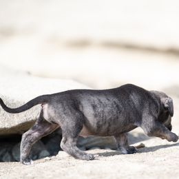 Darker brindle boy - Tiger male Perro de Presa Canario puppy in Leitchfield, Kentucky from Rey Gladiador Presa Canario