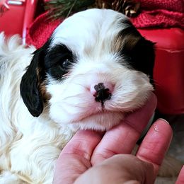 Kringle - Tri-color male Cavalier King Charles Spaniel puppy in Marshfield, Missouri from Puppyloversplace