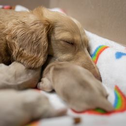 Dachshund Puppies from Dachsy