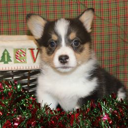 Pembroke Welsh Corgi Puppies from Wild West Corgis of Texas
