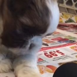Shih Tzu Puppies from Adrianas Beautiful Shitzu’s