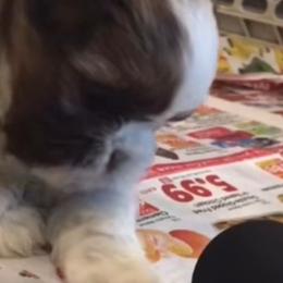 Shih Tzu Puppies from Adrianas Beautiful Shitzu’s