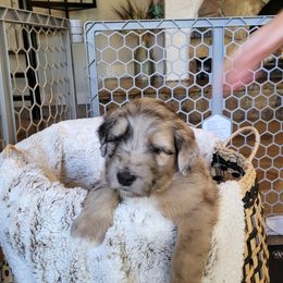 Aussiedoodle Puppies from Ocala Doodle Ranch