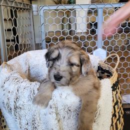 Aussiedoodle Puppies from Ocala Doodle Ranch