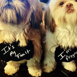 Shih Tzus from Shannon’s Sweet and Sassy Shih Tzu’s