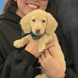 BUTTON aka Bucatini - Cream male Dachshund puppy in Oakley, California from Delta Dachshunds