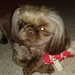 Punky - Shih Tzu