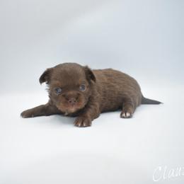Claus - Chocolate male Chihuahua puppy in Bulls Gap, Tennessee from Smokey Mountain Chihuahuas