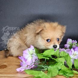 Pepper's Long Shot - Archer - Blue merle male Pomeranian puppy in Plant City, Florida from Pepper's Pomeranians