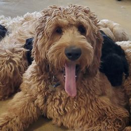 Jethro  - Goldendoodle