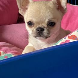 Chihuahua Puppies from Stardom Chihuahuas